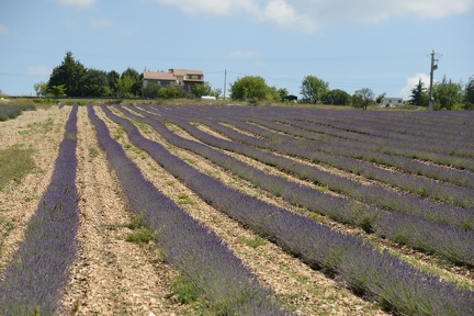 Ferrassieres - Lavender Fields1